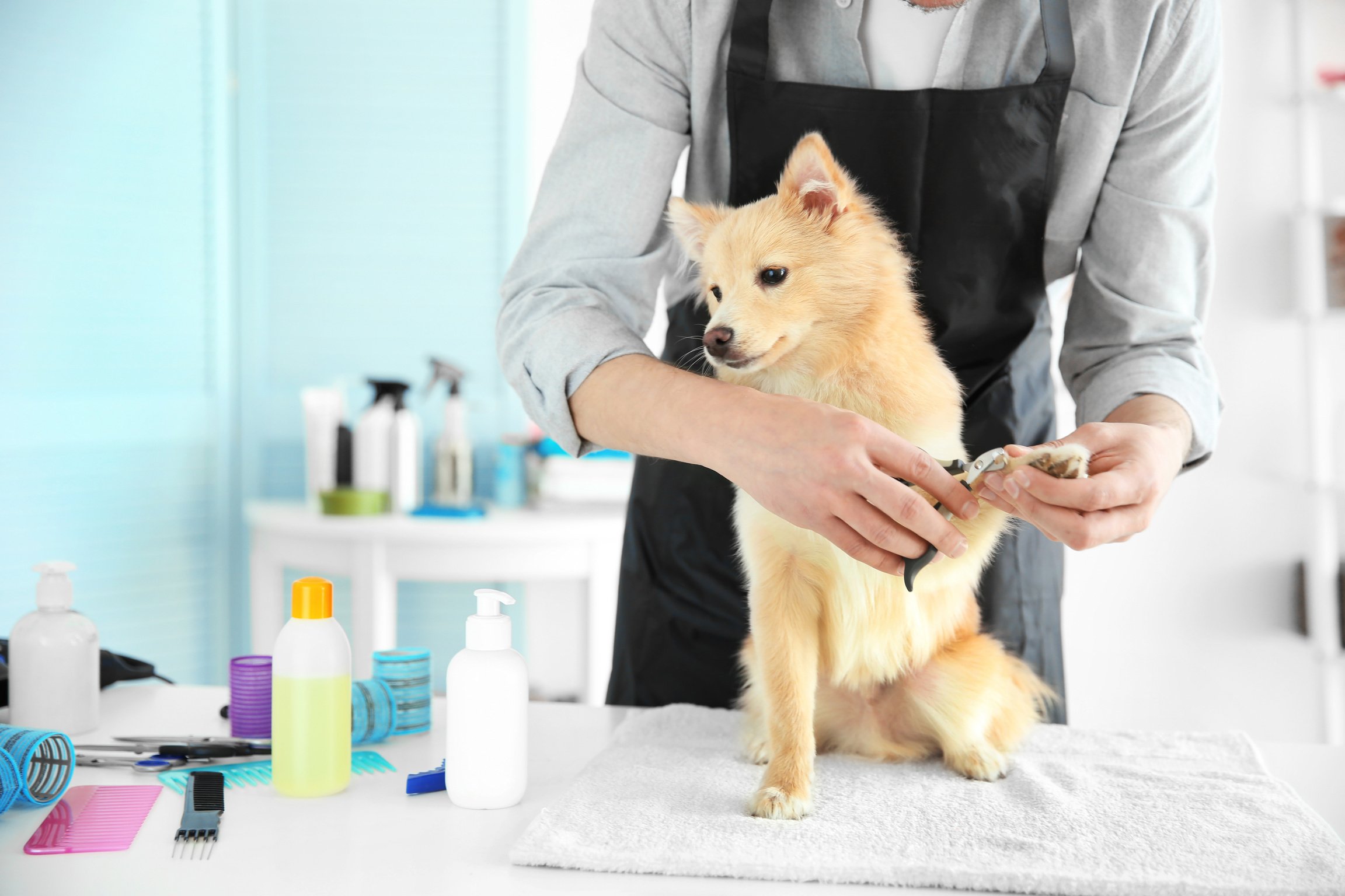 Cute Dog Having Nail Cut at Grooming Salon